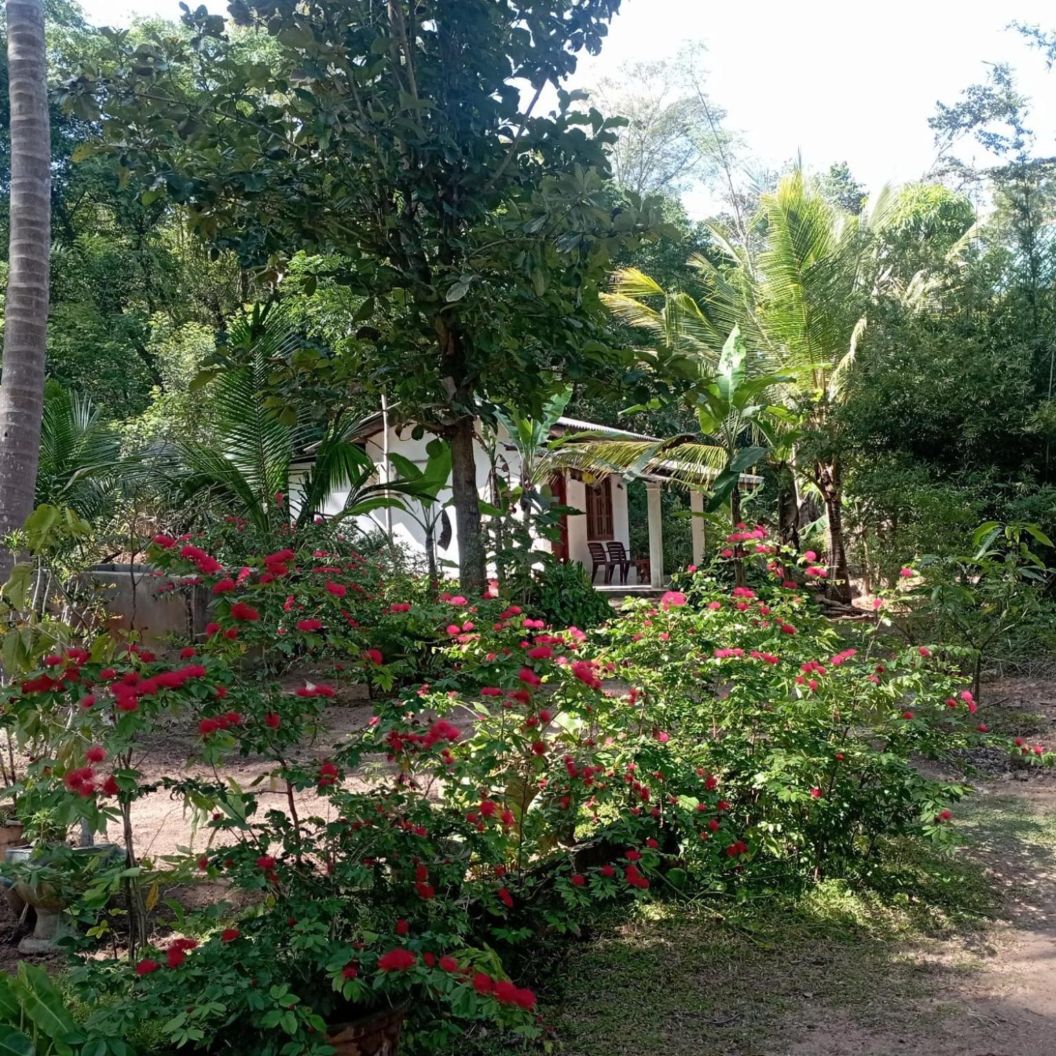 Sanjana Home Stay Habarana Kültér fotó